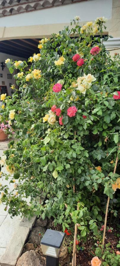 Fenetre Sur Les Alpilles Bed and Breakfast Saint-Martin-de-Crau Exteriör bild